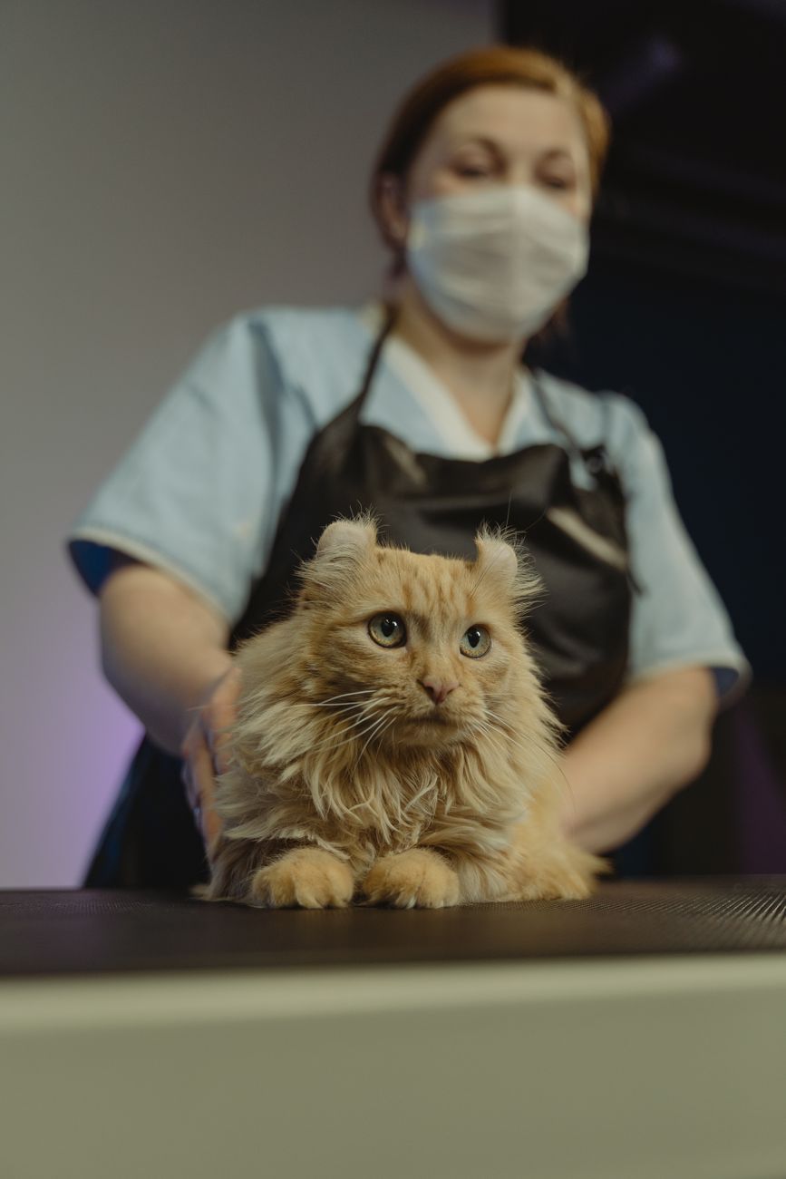 Dr. Hana Petrova